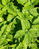 Lemon Balm