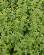 Greek Oregano Organic