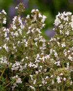 English Thyme