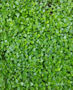 Thyme 'Creeping Red'