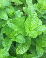 Spearmint