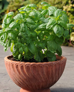 Dolce Fresca Basil