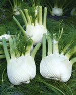 Preludio Organic Fennel