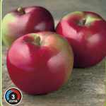 Apple Tree 'Hardi-Mac'