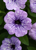 Petunia 'Headliner' Series