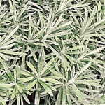 Helichrysum 'Icicles'