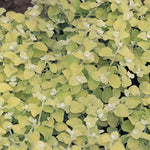 Helichrysum 'Lemon'