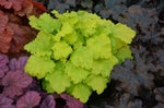 Heuchera 'Twist of Lime'