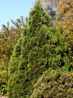 Cedar 'Holmstrup'