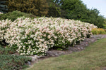 Hydrangea 'Strawberry Sundae'