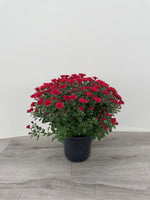 1 Gal Fall Mum