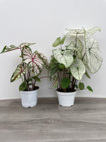 Caladium