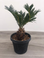 Sago Palm King
