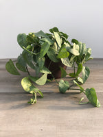 Cebu Blue Pothos