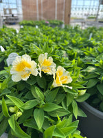 Colorita Alstroemeria