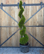 Cedar 'Smaragd' Spiral