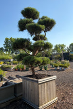 Scotch Pine 'Bonna' Hindupan