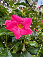 Mandevilla/ Dipladenia Hanging Baskets