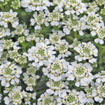 Iberis 'Candytuft Snowflake'