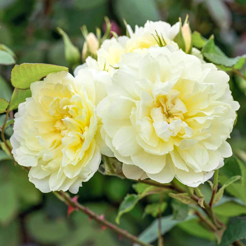David Austin Rose 'Imogen'