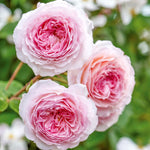 David Austin Rose 'James Galway'