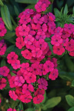 Dianthus 'Jolt' Series