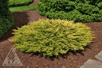 Juniper 'Limeglow'
