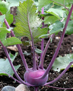 Kolibri Kohlrabi