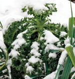 Winter Blend Kale