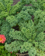 Vates Blue Curled Scotch Kale