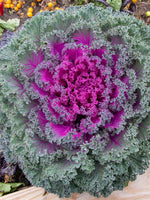 Rainbow Candy Crush Kale