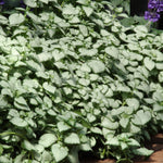 White Nancy Lamium
