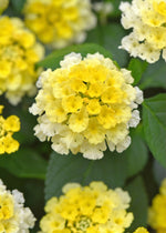 Lantana 'Shamrock' Series