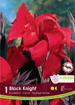 Canna Lily 'Black Night'