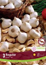 White Garlic Bulbs
