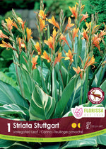 Canna Lily 'Stuttgart'