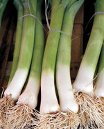 Leek Varna Organic