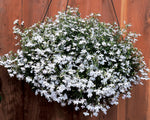 Lobelia 'Regatta' Series