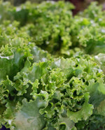 Grand Rapids Lettuce Seed Tape