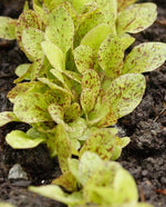 Freckles Lettuce