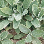 Stachys lanata 'Lamb's-Ears'