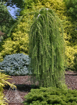Larix 'Weeping Larch Puli'