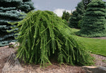 Larix 'Varied Directions'