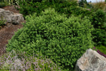 Larix 'Romberg Park'