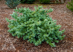 Larix 'Wolterdingen'