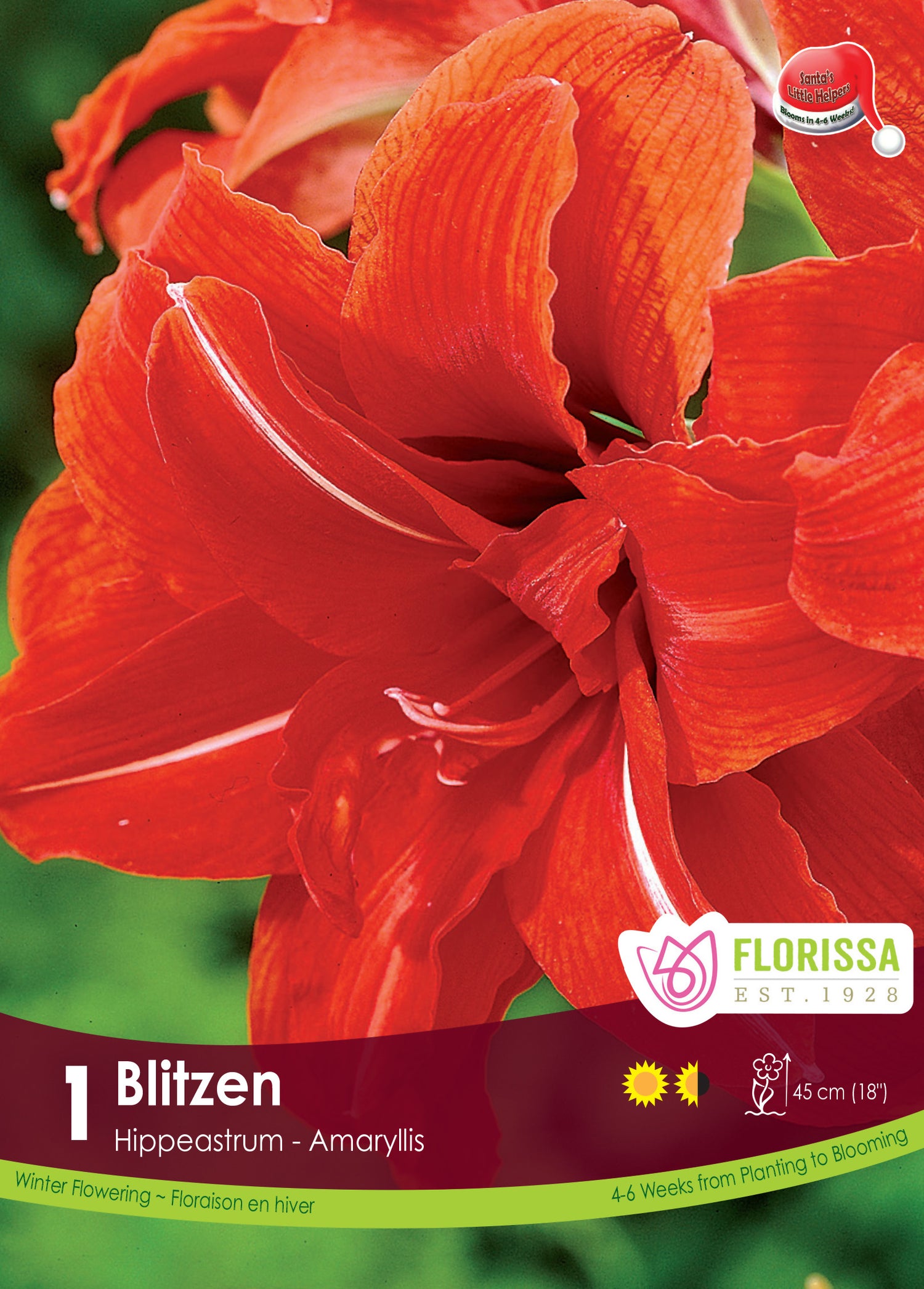 Amaryllis 'Blitzen'