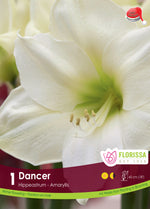 Amaryllis 'Dancer'