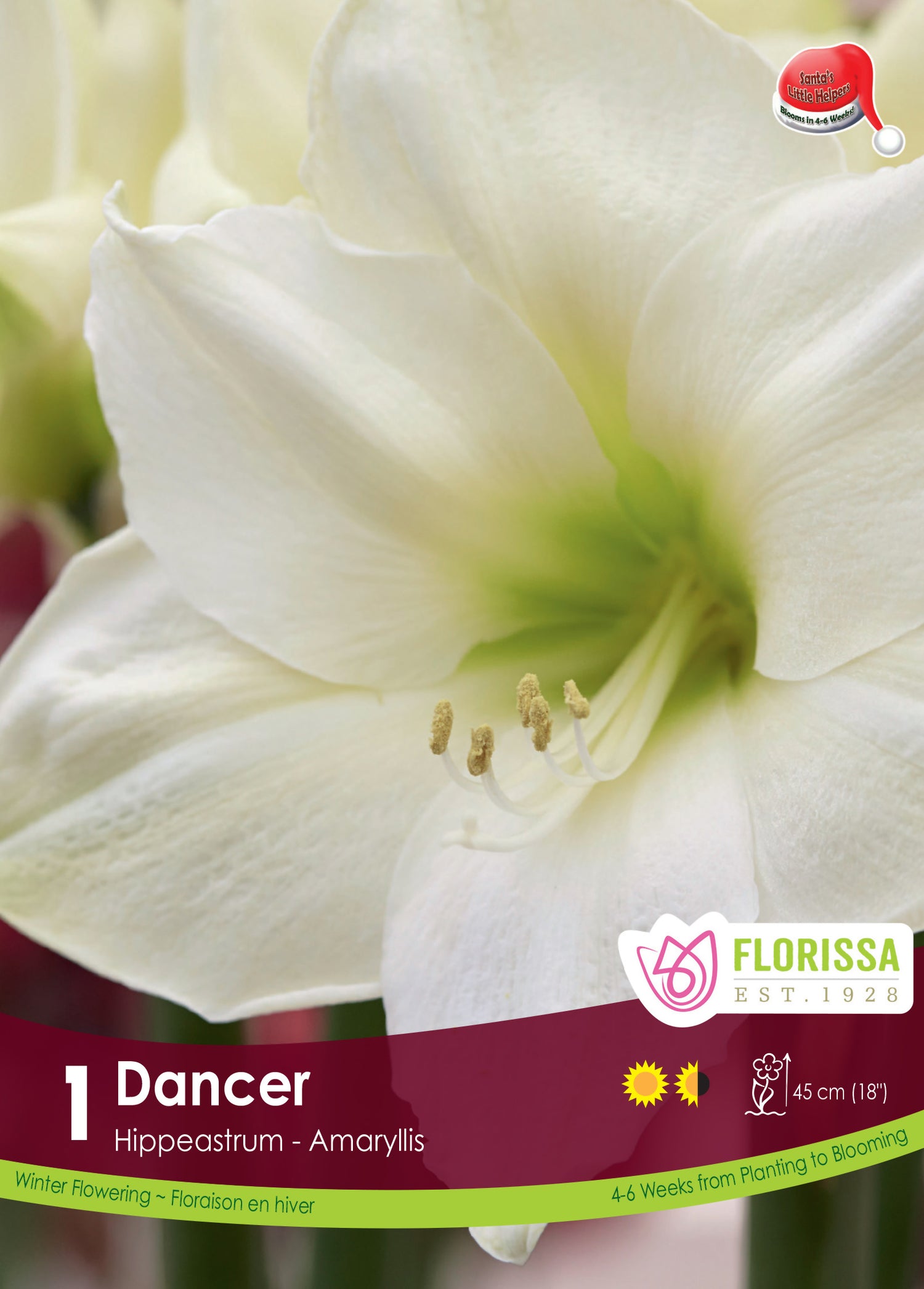 Amaryllis 'Dancer'