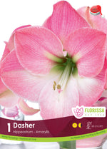 Amaryllis 'Dasher'