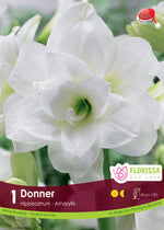 Amaryllis 'Donner'